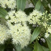 レモンマートル,レモンマートル,レモンマートル,レモンマートルの花,ご近所の玄関脇の植栽の画像