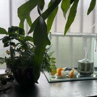 ポトス,ビカクシダ,コーヒーの木,ダバリア　ラビットフッド,多肉植物の画像