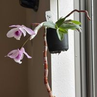 デンドロビウム,Den.Parishii Coerulea ‘Blue’× Den.Nestor ‘Blue Angel’,Den. Kean’s Baby,いい香り,洋蘭の画像
