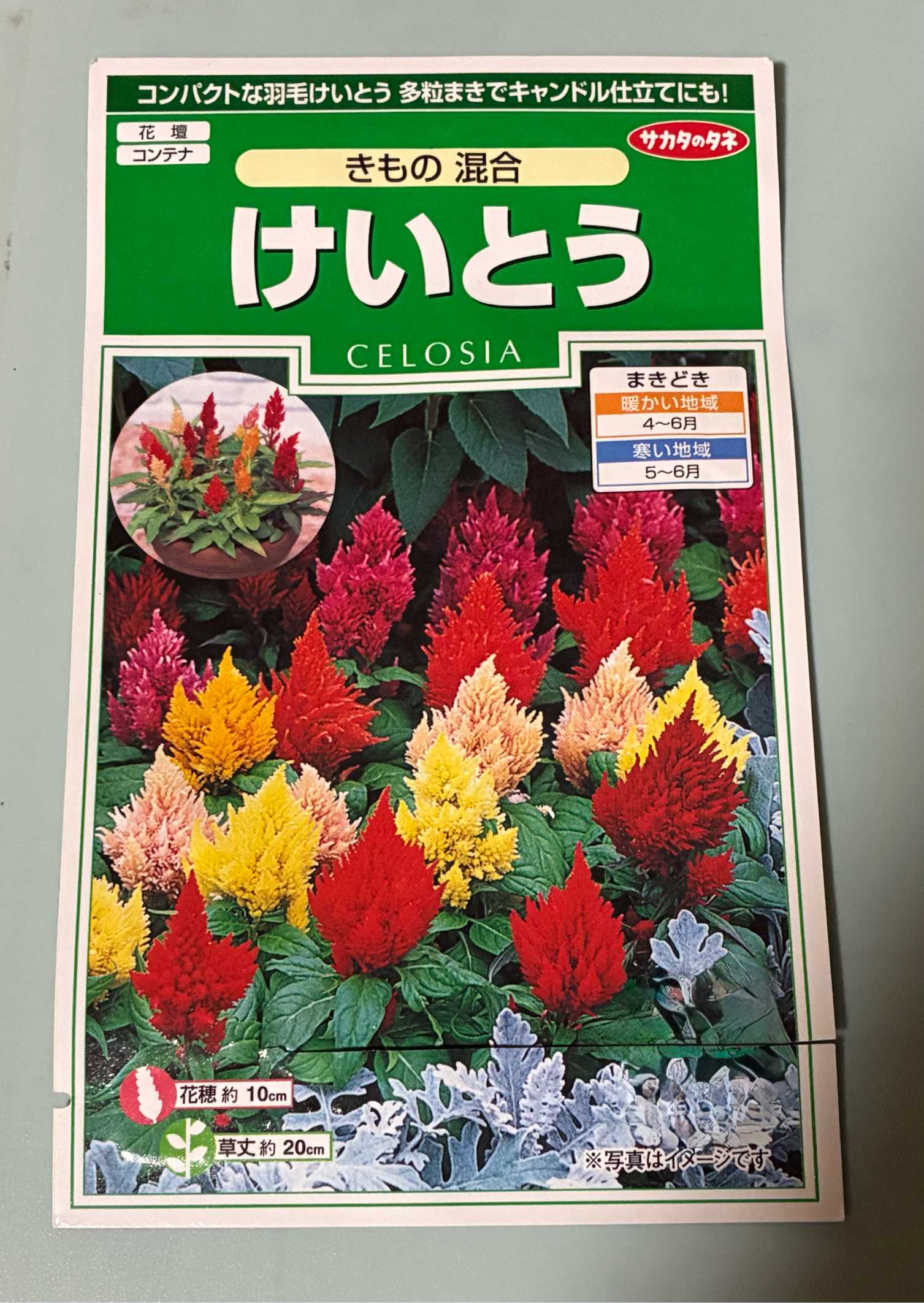 🔰初めてのけいとう多粒まき🔰｜🍀GreenSnap（グリーンスナップ）
