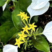 コンロンカ,トキワツユクサ,ペンタス,ペンタス,花壇の画像