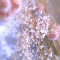 カスミソウ,カスミソウ,セルリア,セルリア,かわいい♡の画像
