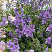 アンゲロニア,アンゲロニア,花のある暮らし,植物大好き,人に優しくの画像