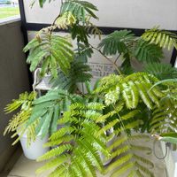 エバーフレッシュ,観葉植物の画像