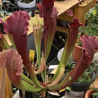 ペペロミア,多肉植物,食虫植物,花夢里にいつの画像