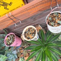 ハートカズラ,多肉植物,ガーデニング,ハートカズラ種まきの画像