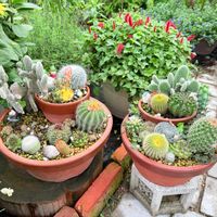 サボテン,多肉植物,ガーデニング,サボテンの寄せ植えの画像
