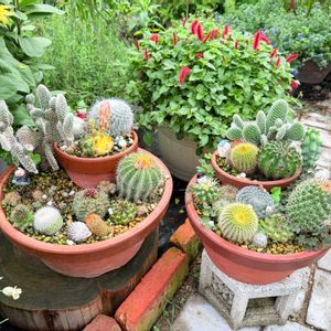 サボテン,多肉植物,ガーデニング,サボテンの寄せ植えの画像
