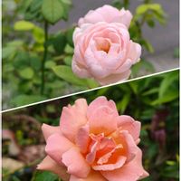 セイヨウニンジンボク,ハギ,オリエンタルリリー,ロイヤルサンセット,アガスターシェの画像