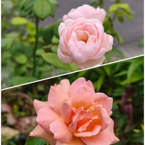 セイヨウニンジンボク,ハギ,オリエンタルリリー,ロイヤルサンセット,アガスターシェの画像