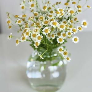 マトリカリア,リビング,花のある暮らしの画像