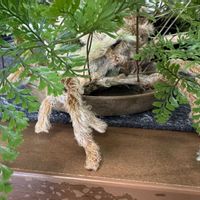 トキワシノブの画像