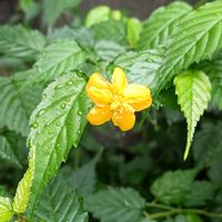 ヤマブキ,お出かけ先の画像