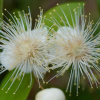 ギンバイカ,白い花,御神木,マクロ撮影,緑のある暮らしの画像