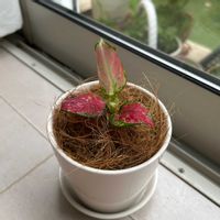 アグラオネマ,観葉植物,リビング・ダイニングの画像