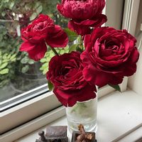 バラ,バラ,マイガーデン,薔薇♪,今日の一枚の画像