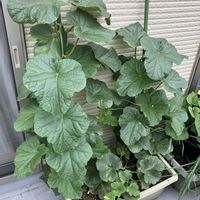 メロン,メロン　ムーンライト,メロン　レノン,アヅミン,デンカ土づくり部会の画像