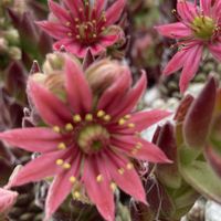 センベルビウム,裏庭,季節のお花,花好きの画像
