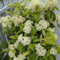 レモンマートル,植物のある暮らし,botanical life,マートルの画像