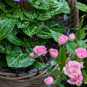 ガーデンシクラメン,鉢植え,ピンクのお花,癒しの植物,バラを楽しむの画像