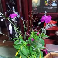 オシロイバナ,ガウラ,ギボウシ,ひとりむすめ,和むの画像
