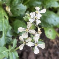 ルッコラ,ルッコラ,野菜の花,小さな菜園,家庭菜園の画像