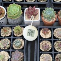 多肉植物,葉挿し,エケベリア属の画像