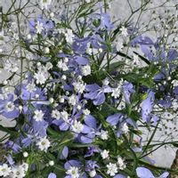 カスミソウ,マーガレット,かすみ草ディープローズ,花壇,今日のお花の画像
