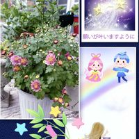 クリサンセマム,ベルギー マム,多肉植物,観葉植物,ガーデニングの画像