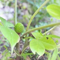 ムサシアブミ,ムサシアブミの実,ガーデニング,山野草,シェードガーデンの画像