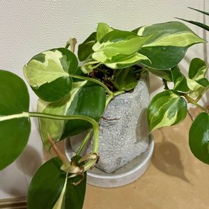 フィロデンドロン,フィロデンドロン クリームスプラッシュ,観葉植物,植え替え,ジャングル化計画の画像