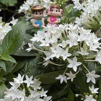 ゴーラム,フェアリースター,ゴーラム（宇宙の木）,ペンタス　ビーブライト,七夕の画像