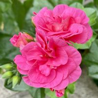 アイビーゼラニウム,鳥さん,モッコク（木斛）,季節を楽しむ,玄関先の画像