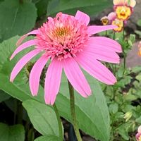 メロン,エキナセア・ピンクダブルデライト,ピンクの花,癒しのひと時,お花とグリーンのある暮らしの画像