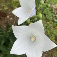 エキナセア,エキナセア,キキョウ,ネジバナ,ネジバナの画像