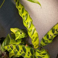 カラテア,観葉植物,晩酌と観葉植物の画像