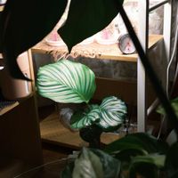 カラテア,カラテア・オルビフォリア,観葉植物の画像
