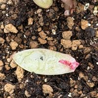 多肉植物,葉挿し,エケベリア属の画像