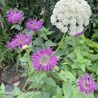 ニンジン,モナルダ（タイマツソウ、ベルガモット）,ハーブ,野菜の花,庭の画像