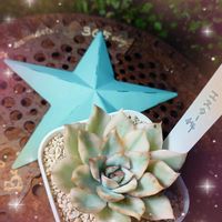 ルペストリス,南十字星,星乙女,桜星,舞乙女の画像
