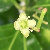 マサキ,お出かけ先にての画像