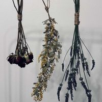 バラ,バラ,ラベンダー,ラベンダー,ミモザの画像