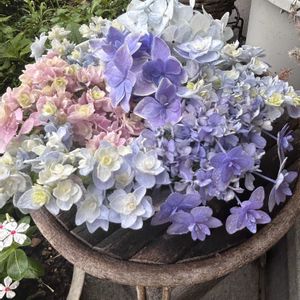 アジサイ　紫陽花,軒下,花友さんに感謝♡,可愛い物シリーズ♪,いつまでも友達でいよう♡の画像