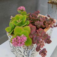 ミセバヤ,日高ミセバヤ,多肉植物,多肉の花,元気に育て♡の画像