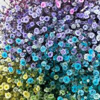 カスミソウ,花言葉,今日のお花,カラフル♪,HAPPY♪の画像