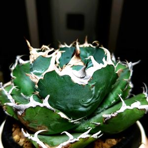 アガベ,アガベ チタノタ,アガベ チタノタ 白鯨,多肉植物,観葉植物の画像