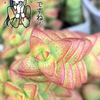 彦星,多肉植物,クラッスラ属,お散歩ちゃんスタンプの画像