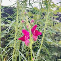 アブチロン,アブチロン,キンギョソウ,キンギョソウ,パンダスミレの画像