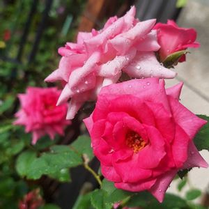 バラを楽しむ,咲いてくれてありがとう❤,おうち園芸,小さな庭の画像