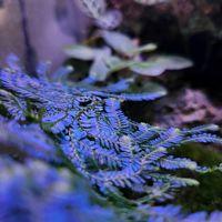 セラギネラ,観葉植物,コケリウム,パルダリウムの画像